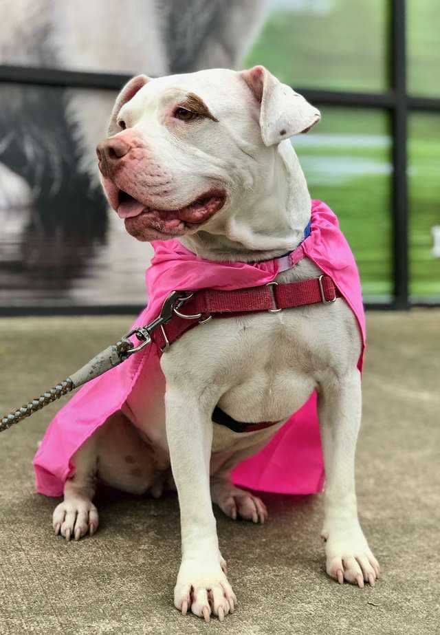 Собаку называли трусишкой, но однажды она спасла девушке жизнь Собаку называли трусишкой, но однажды она спасла девушке жизнь