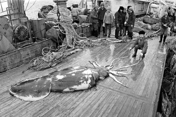 Гигантский кальмар-монстр и его жертвы  гигантский, кальмар, монстр