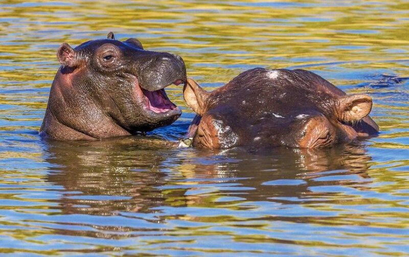 Фотография: Самые смешные фото диких животных от финалистов Comedy Wildlife Photography Awards 2020 №23 - BigPicture.ru