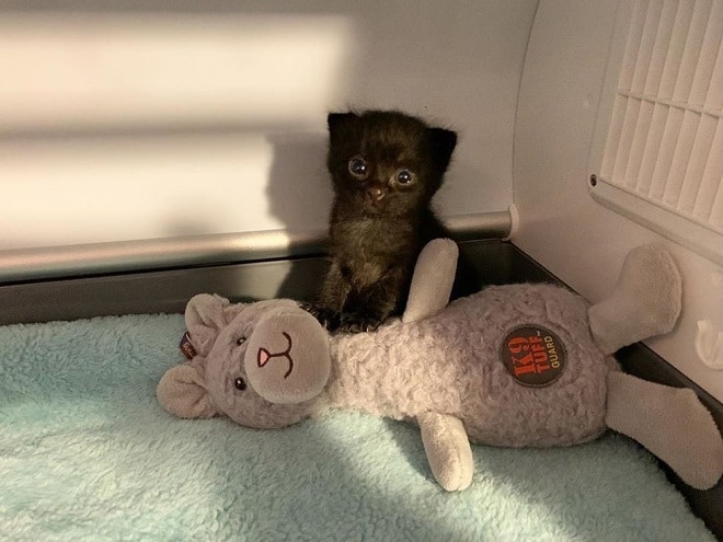 Котенок в углу