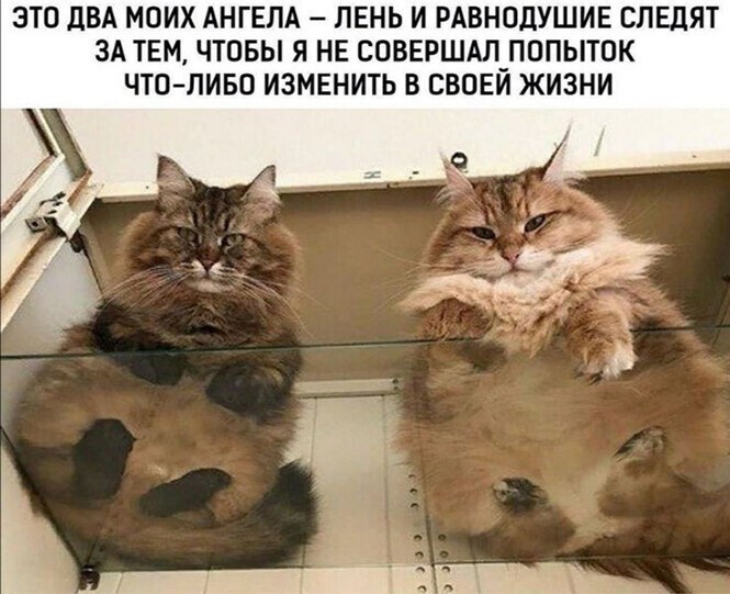 Весело и забавно Весело и забавно позитив,смешные картинки,юмор