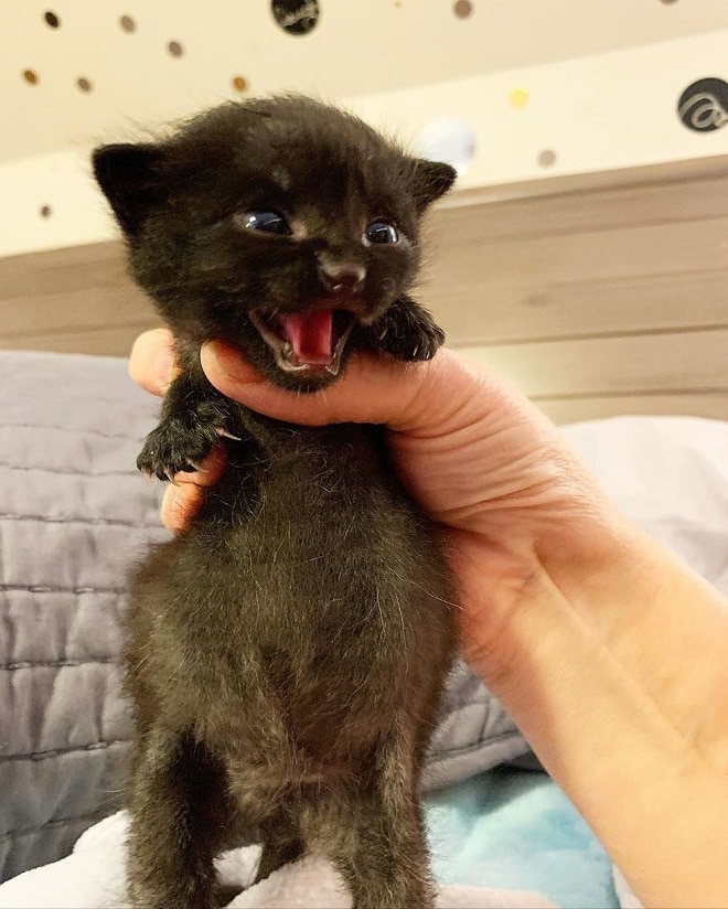 Толстенький котенок