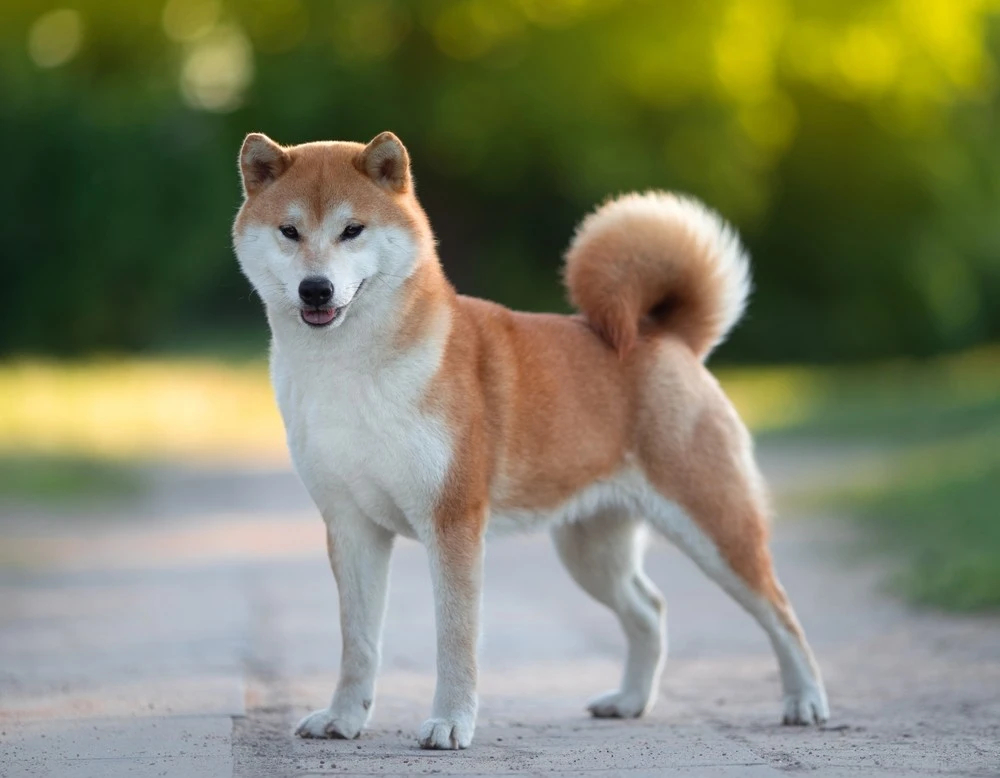 Японский сиба-ину: описание породы, характер и уход за собакой породы, стоит, сибаину, время, собаки, нужно, очень, будет, чтобы, собак, имеет, могут, требует, можно, постоянно, охотника, порода, потому, поэтому, поддаются