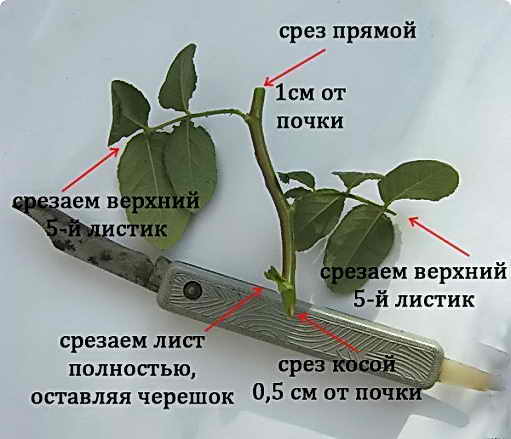 cherenok_rose