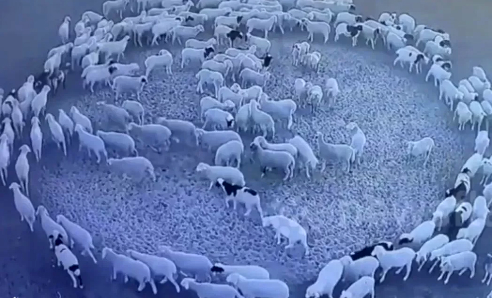 200 овец две недели ходят по кругу ночью. На видео животные словно выполняют древний ритуал Фермер, животные, начинают, кругу, весьма, приводит, которое, заболевание, бактериальное, листериозом, вызвано, поведение, стадо Некоторые, предположили, результатам, присоединилось, временем, нескольких, началось, «представление»