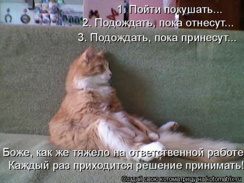 Свежая котоматрица на Бугаге (37 фото)