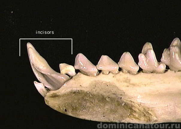 доминиканская республика