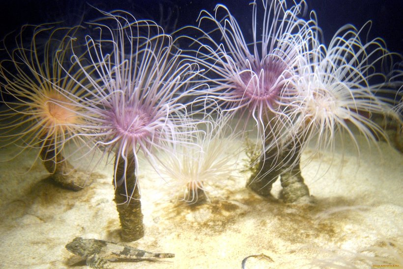 Кораллы живые или нет?