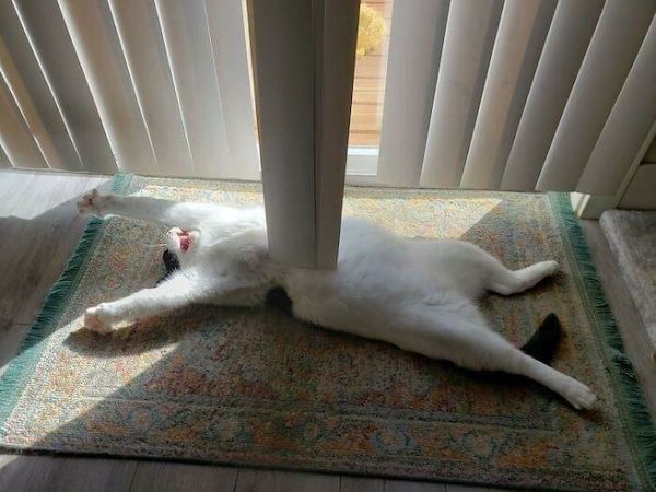 Фотография: 22 уморительных фото простых кошачьих будней №11 - BigPicture.ru