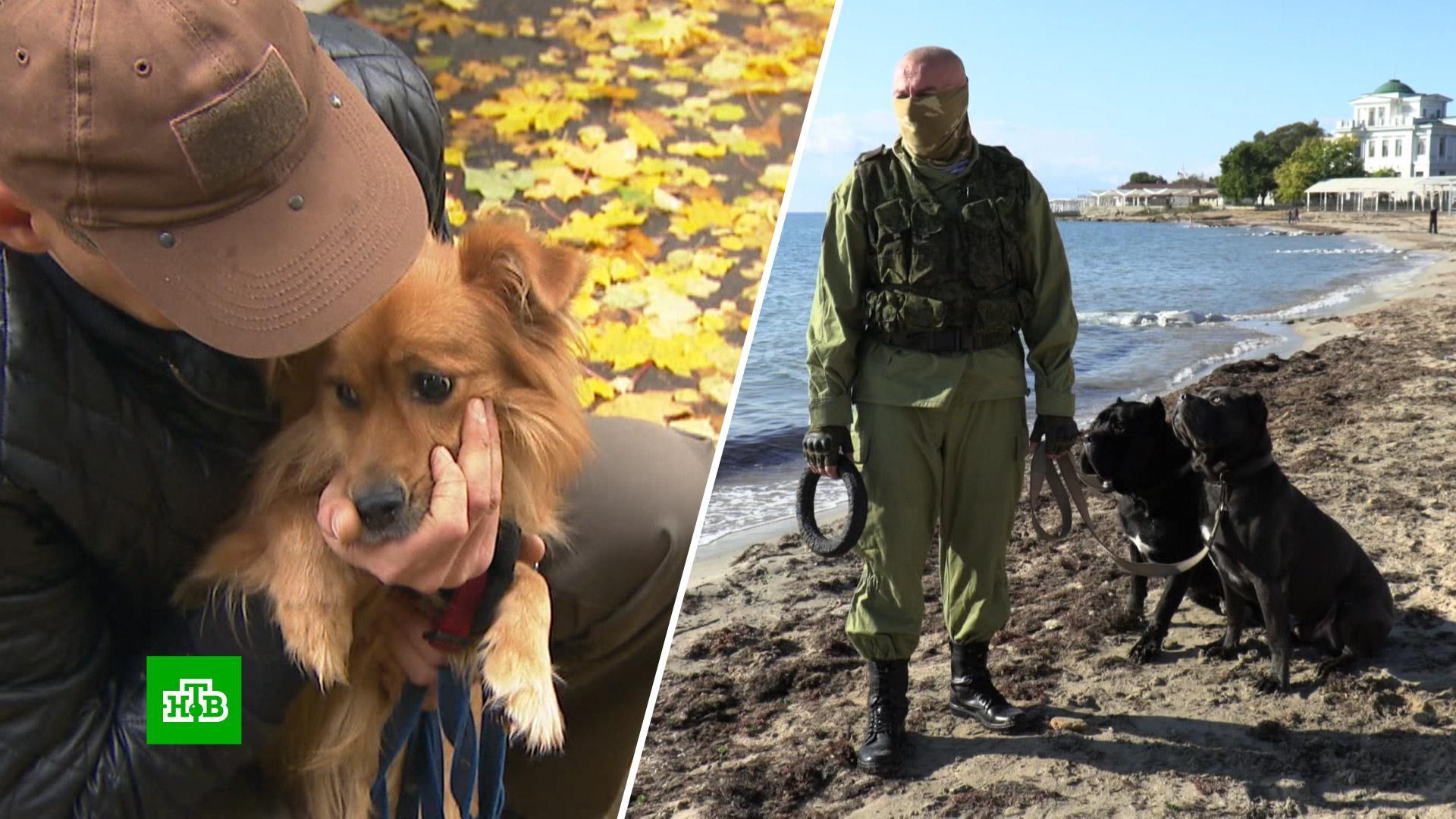 Волонтеры помогают найти временный дом животным мобилизованных россиян