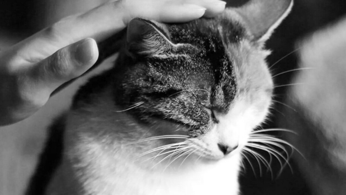 Последнее испытание