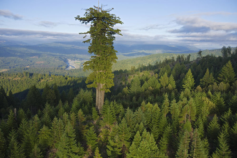 A árvore mais alta do mundo (Sequoia sempervirens) - Hyperion (115,61 metros) árvores, incrível, natureza, incrível, flora