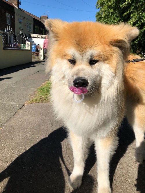 Смешные собаки, которые перенесли странность аж в другое измерение 