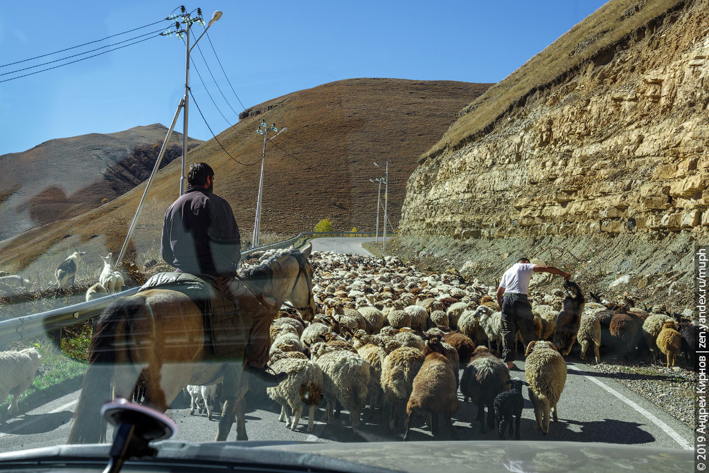 Почему среди стада овец всегда есть козёл или кто такой 