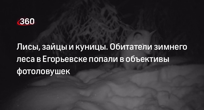 Обитатели зимнего леса в Егорьевске попали в объективы фотоловушек