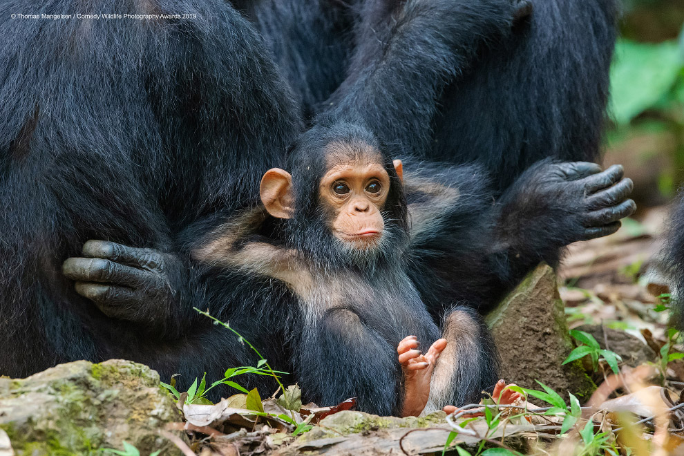 Фотографии финалистов Comedy Wildlife Photography Awards 2019