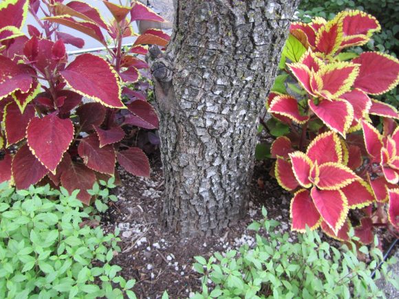 Два куста колеуса рядом с деревом