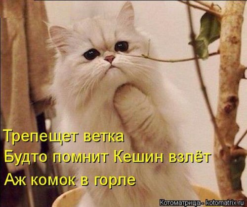 Свежая котоматрица (29 фото)