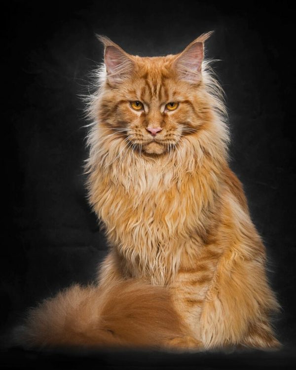 Американская енотовая кошка Maine Coon