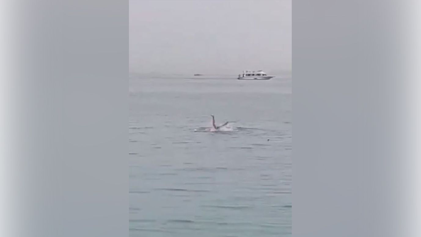 Опубликовано видео с пойманной акулой, которая растерзала россиянина в Хургаде