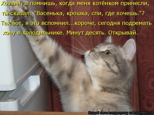 Новая котоматрица  смешные картинки