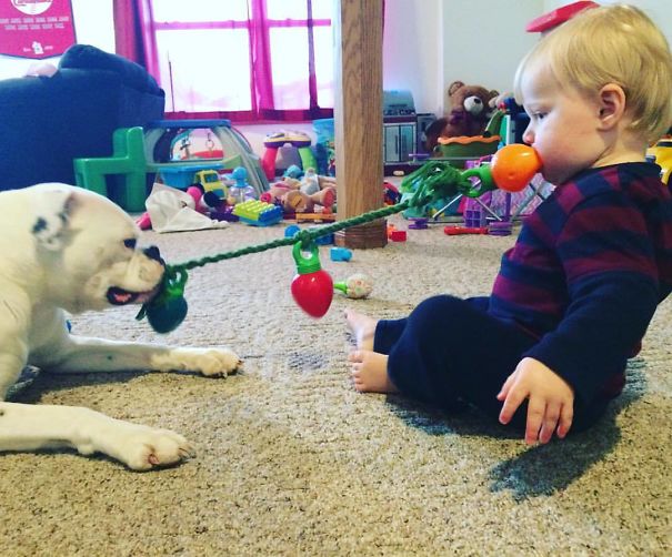 My Nephew Playing Tug-O-War With The Dog