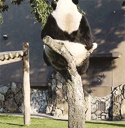 Международный день панд: мило, забавно, своевременно животные,жизнь,панды,природа