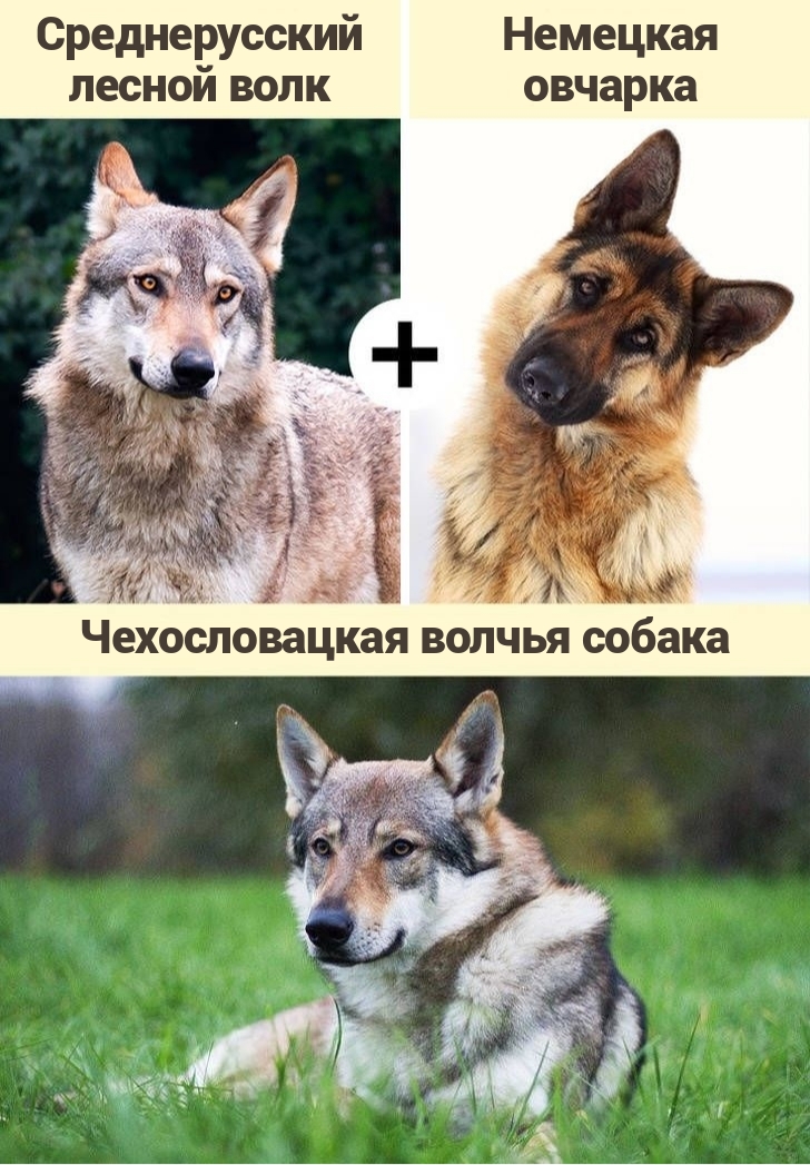 волкособы, волкособы фото, кто такие волкособы, гибрид собаки и волка, милые фото волкособов