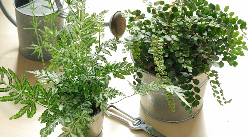 7 самых красивых и неприхотливых комнатных папоротников 7 самых красивых и неприхотливых комнатных папоротников