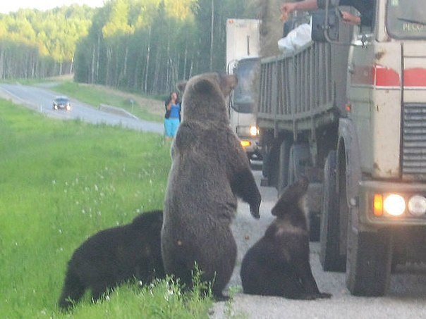 Солянка из прикольных картинок и веселых фотографий с надписями 