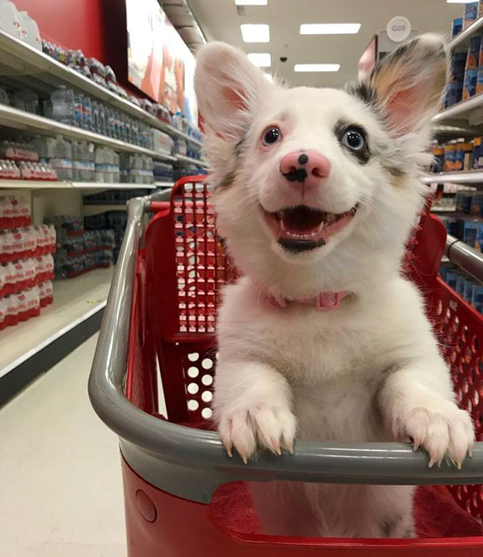 happy-dog-shopping-target-zira-the-corgi-virgoprincxss-1