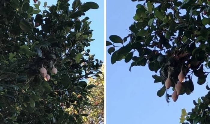 Женщина увидела на деревьях у дома странные плоды (4 фото)