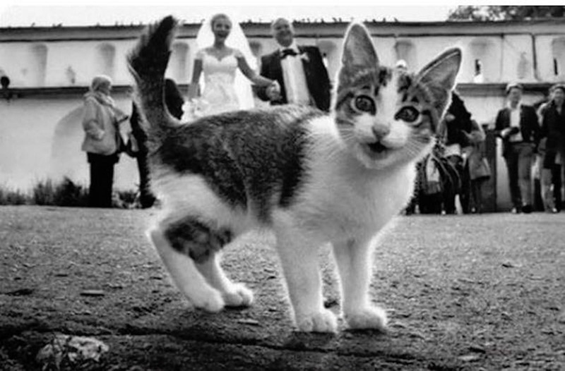 Внезапные коты коты, кошки, юмор
