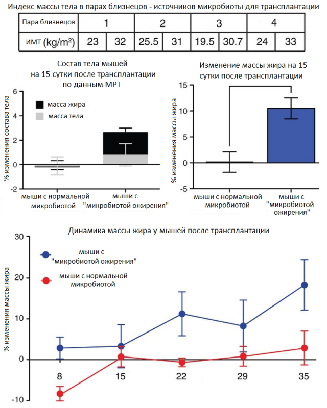 Микробиота ожирения микробиоты, ожирения, микробиоту, человека, микробиота, через, бактерий, антибиотиков, образом, Таким, более, массы, геном, которые, мышей, микрофлорой, время, трансплантации, может, также