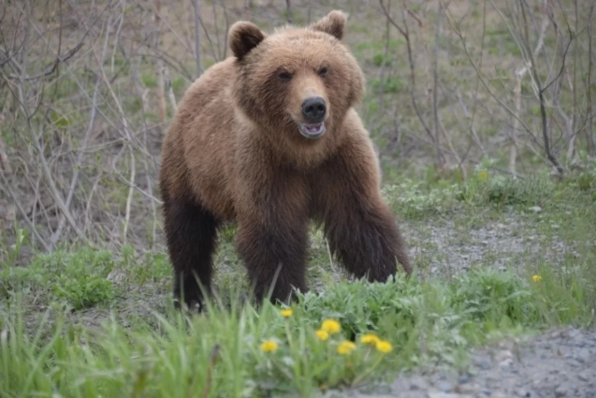 В Калужской области медведь загрыз мужчину, гулявшего рядом с домом