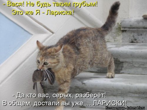 Лучшая котоматрица недели (16 фото)