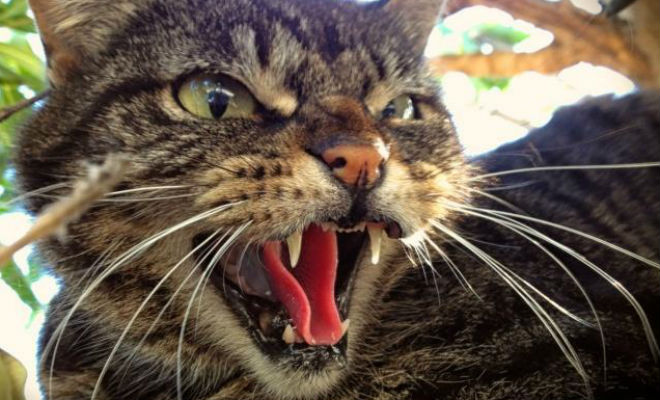 Самые опасные породы кошек