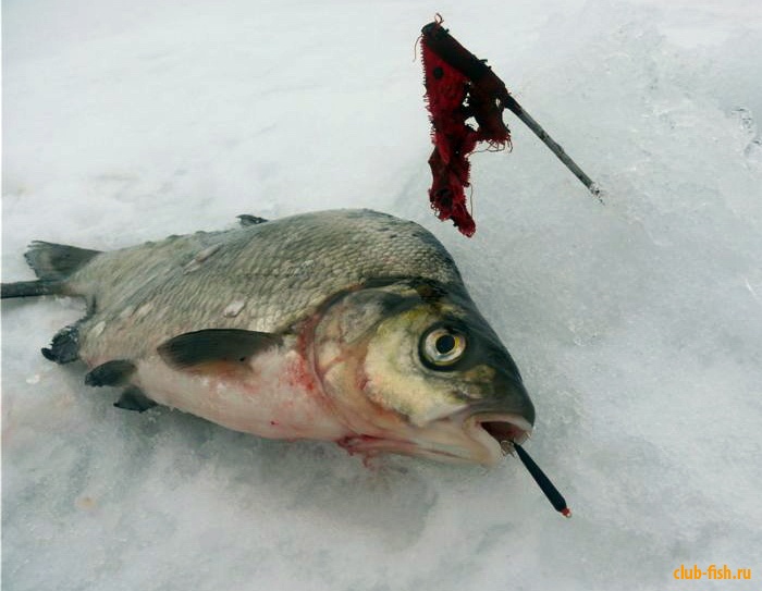 Ловля на чертики с жестко закрепленным крючком