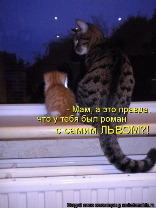 Новая котоматрица Новая котоматрица