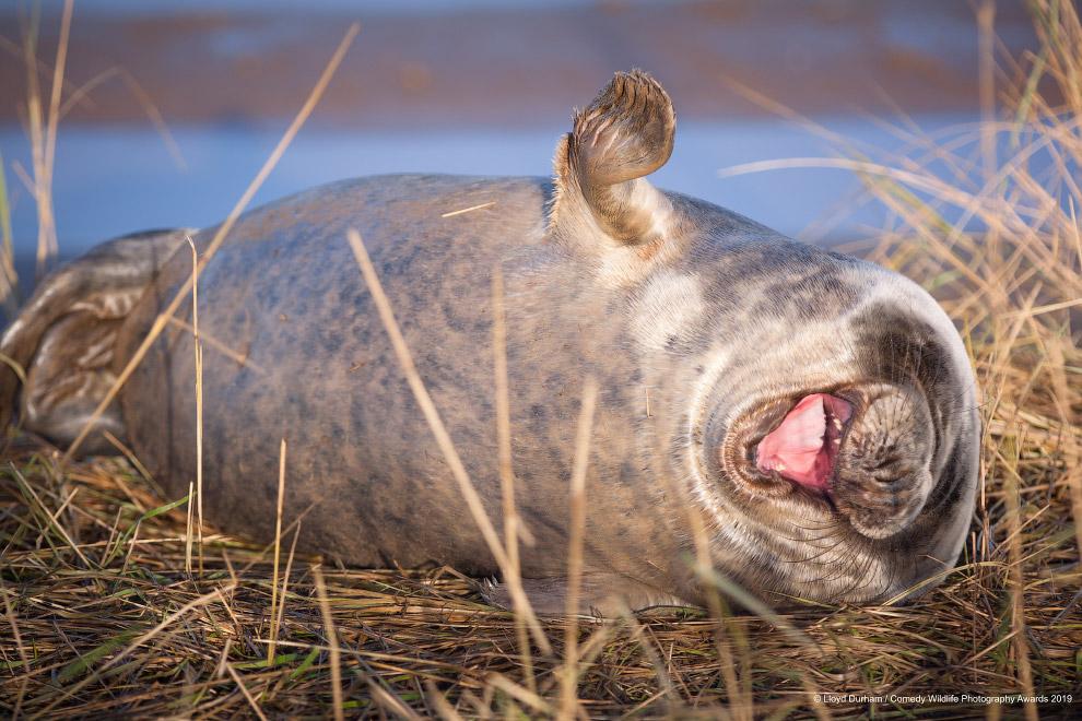 Фотографии финалистов Comedy Wildlife Photography Awards 2019