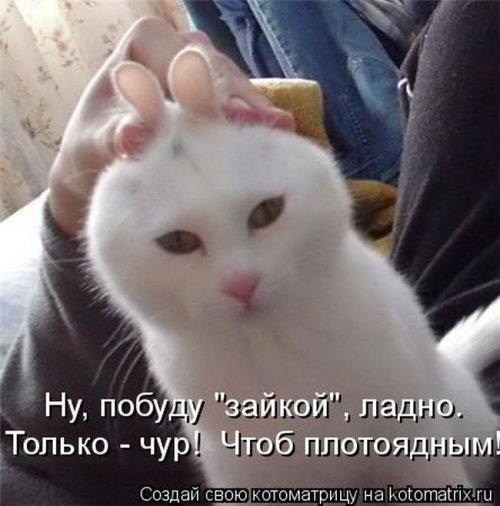 Свежая котоматрица (29 фото)