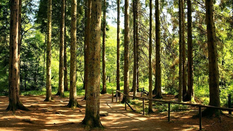 Ученые доказали, что воздух в хвойном лесу практически стерилен (не более 200−300 вредоносных бактерий на кубометр). Прогулка в хвойном лесу снимает стресс и нервное напряжение, тонизирует организм, активизируя газообмен в легких и улучшает дыхание. информация, картинки, факты