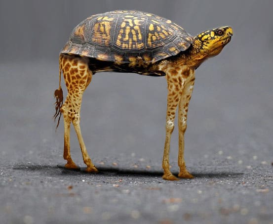 Say hello to the Boston native, the Talltle.