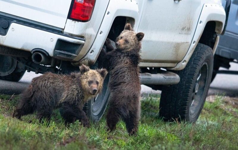 Фотография: Самые смешные фото диких животных от финалистов Comedy Wildlife Photography Awards 2020 №17 - BigPicture.ru