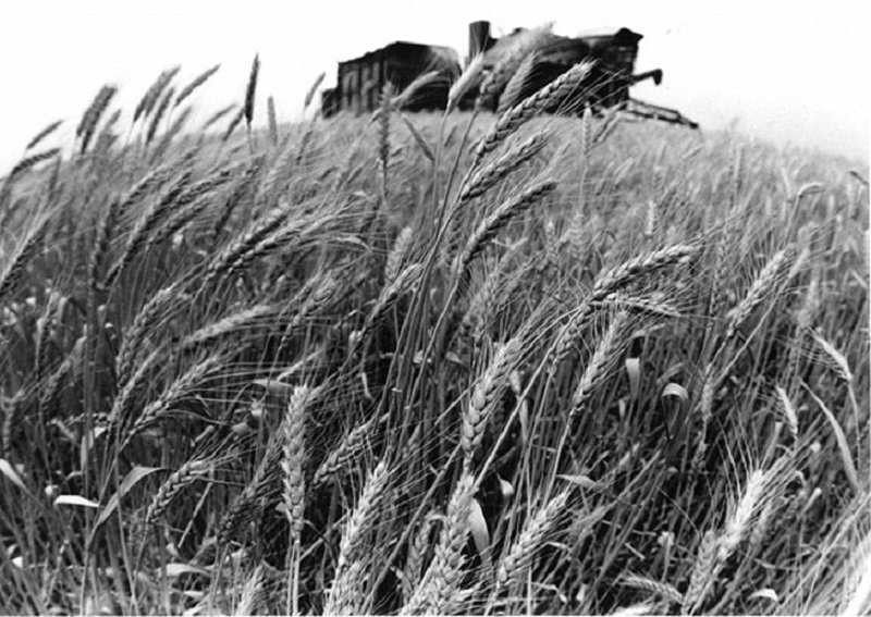 Урожай, 1960-е Лев Шерстенников, история, люди, ностальгия, фото, фотограф, фотография