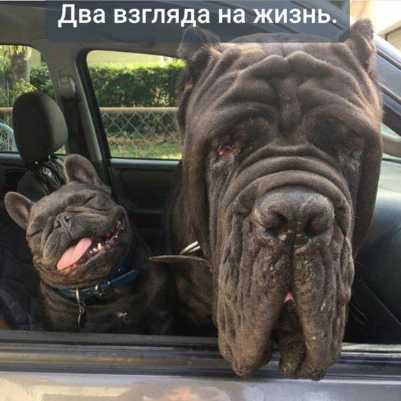 Юмористические жизненные ситуации в картинках Юмористические жизненные ситуации в картинках