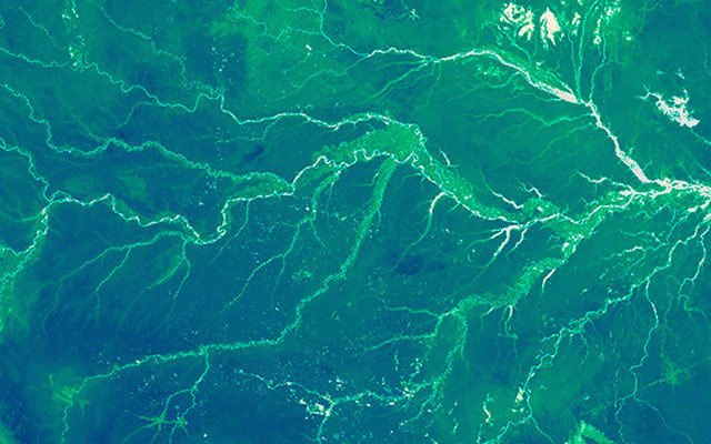 The Amazon rain forest