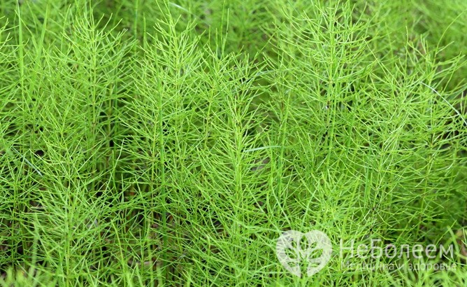 Хвощ полевой – съедобная весенняя трава