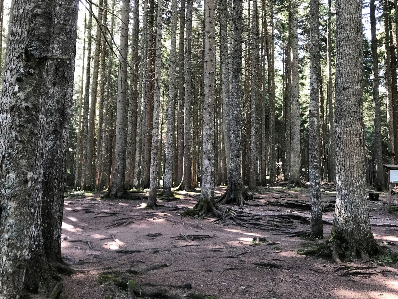 Толошко лес Подгорица