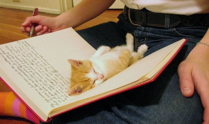 18 фото котов, которым нужна ласка именно, когда Вы что-то читаете домашний очаг,котики,милое,позитив